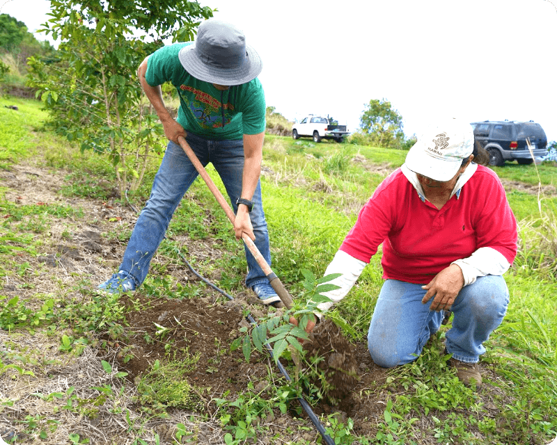 ハワイコナ直営農園でシェードツリーを植える様子