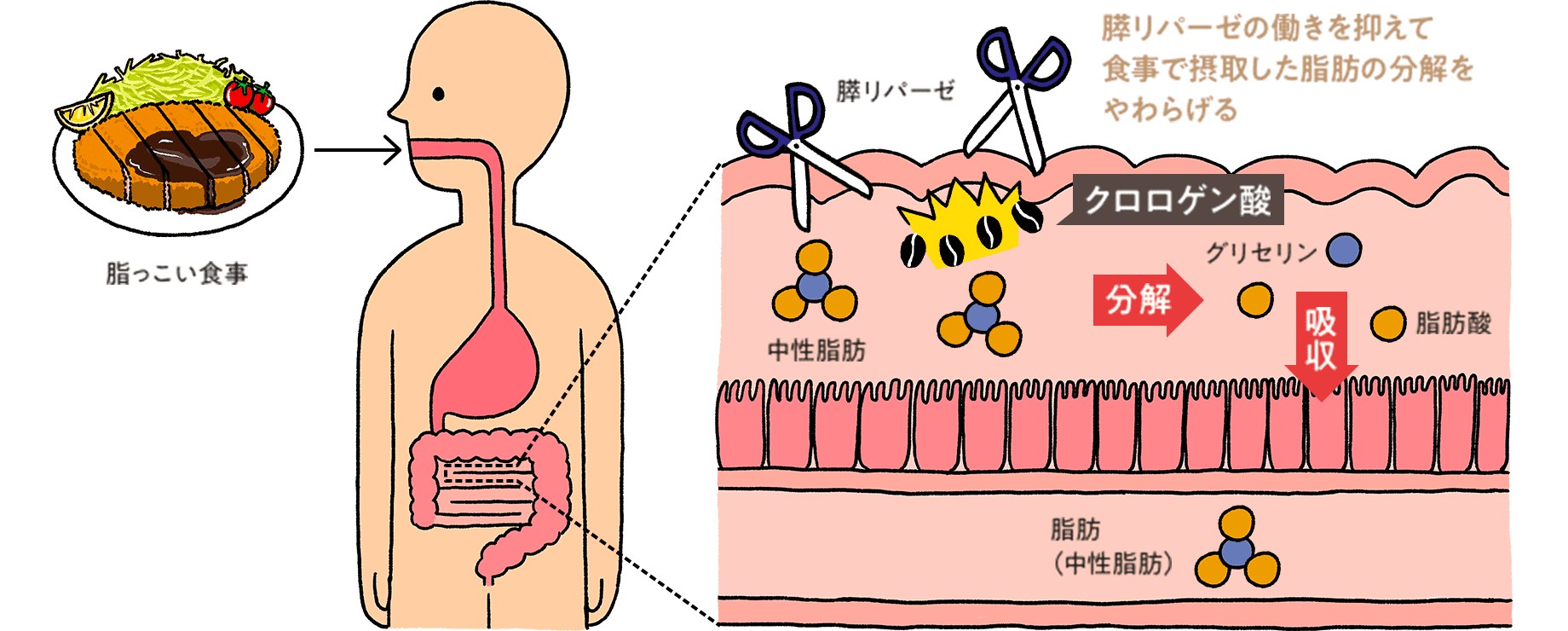 膵リパーゼの働きを抑えて脂肪の分解・吸収をやわらげる 図