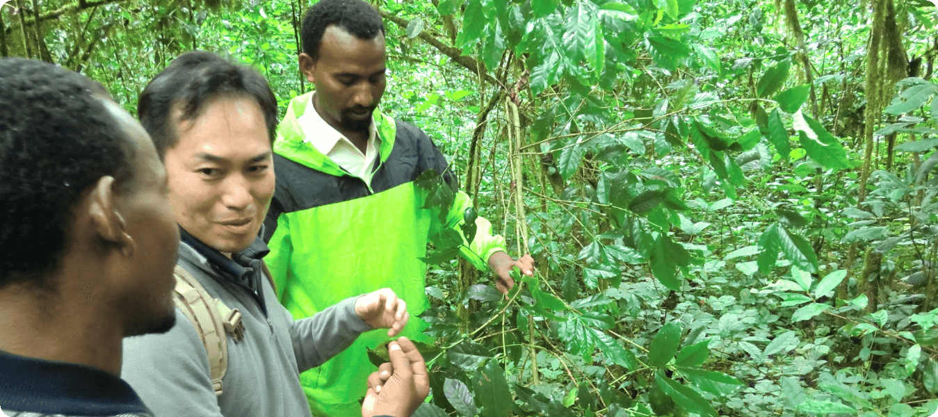 JICAエチオピアベレテ・ゲラ森林保全プロジェクトで現地生産者に対し農事技術指導を行うUCC中平社員