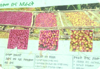 エチオピアでの「JICAベレテ・ゲラ森林保全プロジェクト」でUCCが行った技術指導によるコーヒー豆の分別