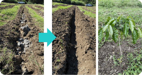 UCCハワイコナコーヒー直営農園の土壌改良の様子