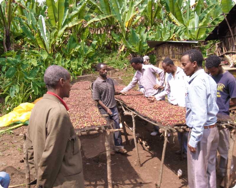 コーヒー生産国エチオピアにて農事技術指導をする様子