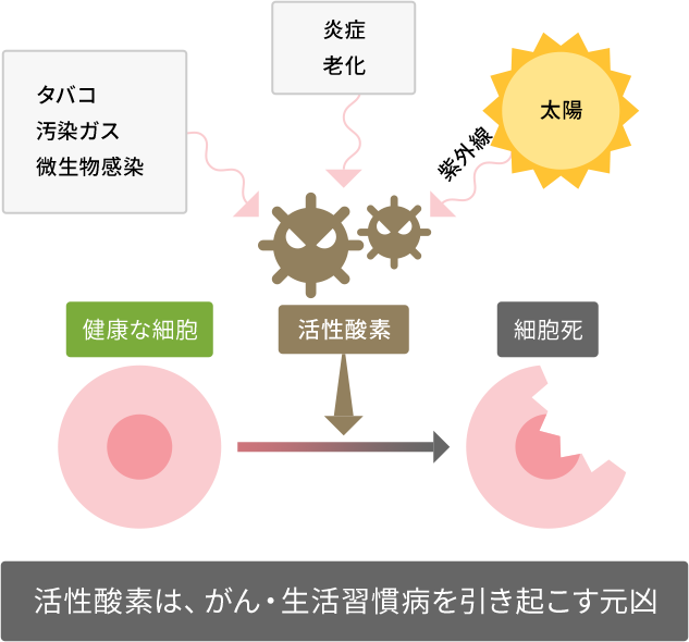 コーヒーポリフェノールには強い抗酸化作用があり、活性酸素の発生と働きを抑制