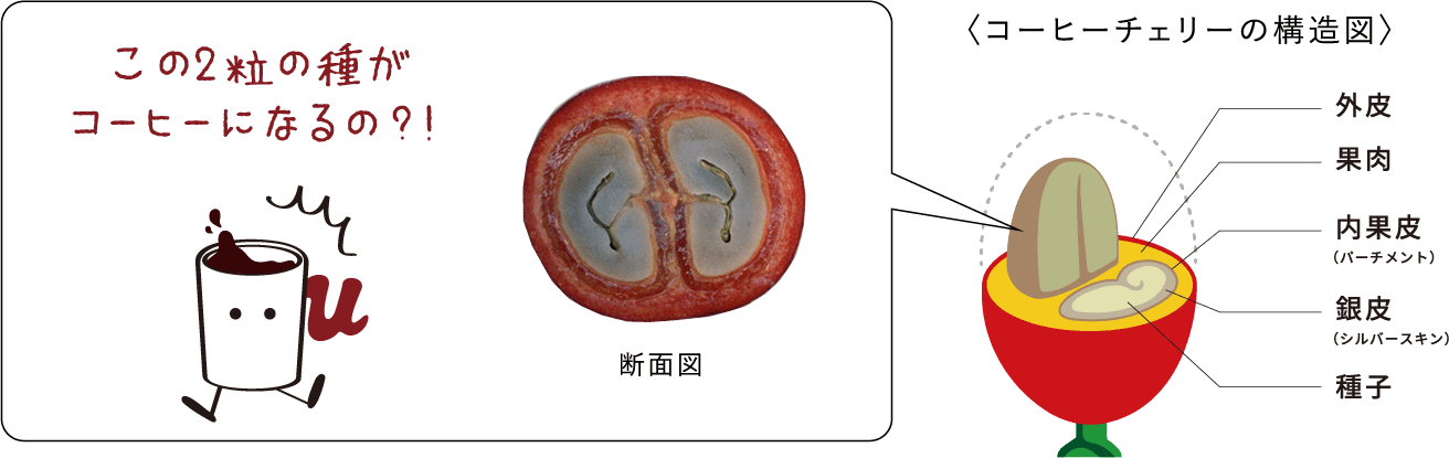 この2粒の種がコーヒーになるの？！断面図 〈コーヒーチェリーの構造図〉外皮 果肉 内果皮（パーチメント）銀皮（シルバースキン）種子