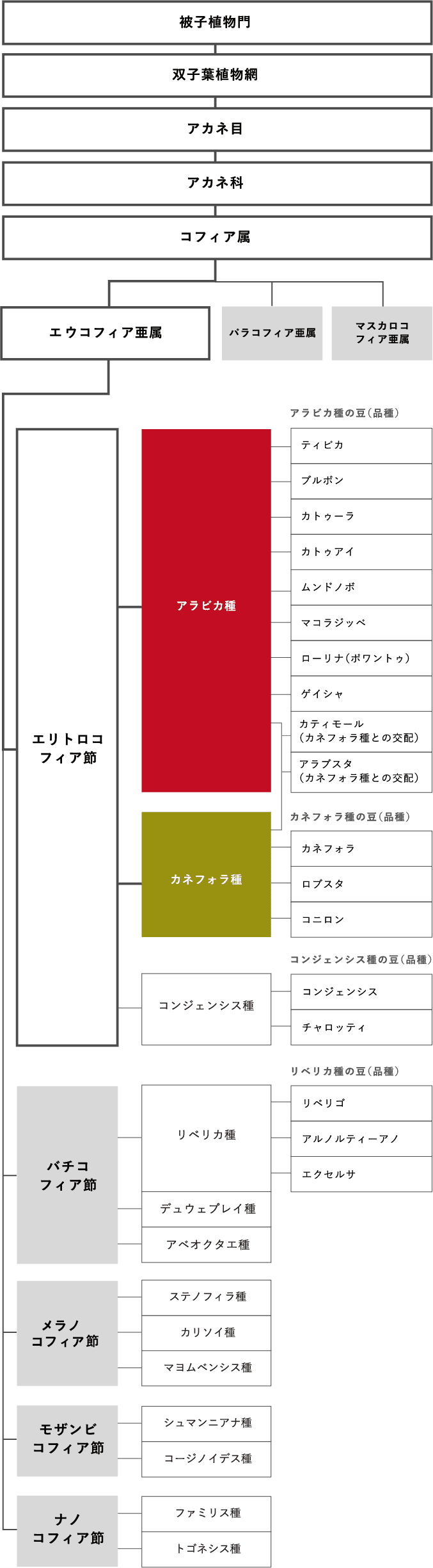 被子植物門 双子葉植物網 アカネ目 アカネ科 コフィア属 エコウコフィア亜属 パラコフィア亜属 マスカロコフィア亜属 エリトロコフィア節 アラビカ種 アラビカ種の豆（品種）ティピカ ブルボン カトゥーラ カトゥアイ ムンドノボ マコラジッペ ローリナ（ポワントゥ）ゲイシャ カティモール（カネフォラ種との交配）アラブスタ（カネフォラ種との交配）カネフォラ種 カネフォラ種の豆（品種）カネフォラロブスタコニロン コンジェンシス種 コンジェンシス種の豆（品種）コンジェンシス チャロッティ バチコフィア節 リベリカ種 デュウェプレイ種 アベオクタエ種 リベリカ種の豆（品種）リベリゴ アルノルティーアノ エクセルサ バチコフィア節 ステノフィラ種 カリソイ種 マヨムベンシス種 モザンビコフィア節 シュマンニアナ種 コージノイデス種 ナノコフィア節 ファミリス種 トゴネシス種
