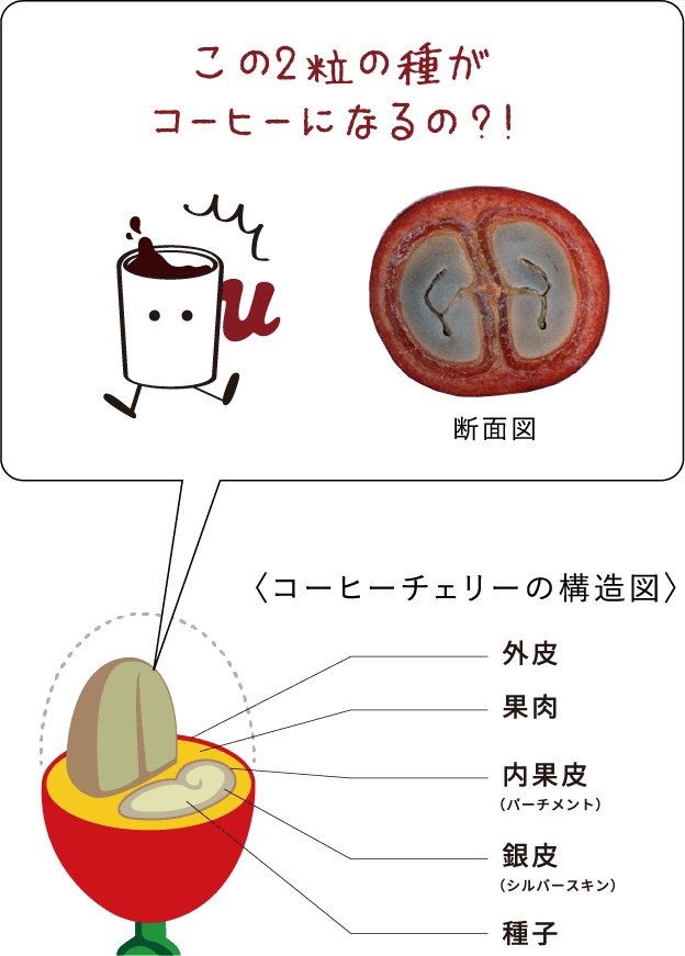 この2粒の種がコーヒーになるの？！断面図 〈コーヒーチェリーの構造図〉外皮 果肉 内果皮（パーチメント）銀皮（シルバースキン）種子