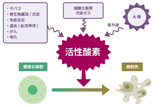 [図] 活性酸素が発生する原因と細胞への影響