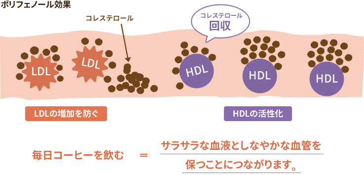 [図] ポリフェノール効果　毎日コーヒーを飲む = サラサラな血液としなやかな血管を保つことにつながります。