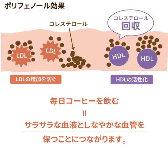 コーヒーコラム Vol 01 ご存じですか ポリフェノールリズム 知る 楽しむ コーヒーはucc上島珈琲