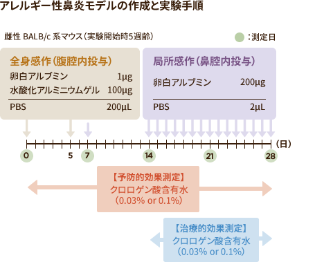 [図] アレルギー性鼻炎モデルの作成と実験手順