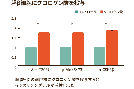 [グラフ] 膵β細胞にクロロゲン酸を投与　膵β細胞の細胞株にクロロゲン酸を投与するとインスリンシグナルが活性化した