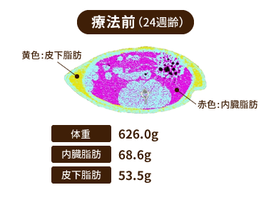 [図] 療法前(24週齢) 体重：626.0g 内臓脂肪：68.6g 皮下脂肪：53.5g