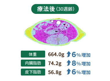 [図] 療法後(30週齢) 体重：664.0g(6%増加) 内臓脂肪：74.2g(8%増加) 皮下脂肪：56.8g(6%増加)