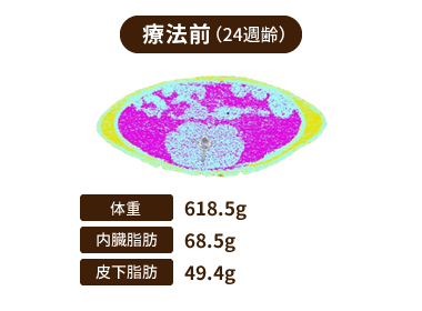 [図] 療法前(24週齢) 体重：618.5g 内臓脂肪：68.5g 皮下脂肪：49.4g