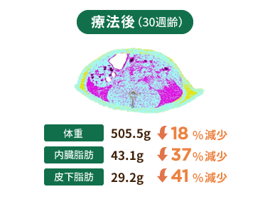 [図] 療法後(30週齢) 体重：505.5g(18%減少) 内臓脂肪：43.1g(37%減少) 皮下脂肪：29.2g(41%減少)