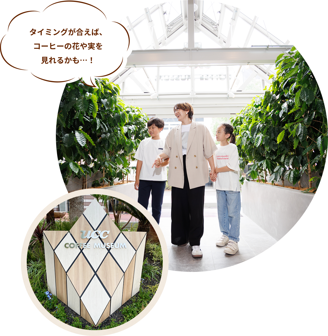 タイミングが合えば、コーヒーの花や実を見れるかも…！
