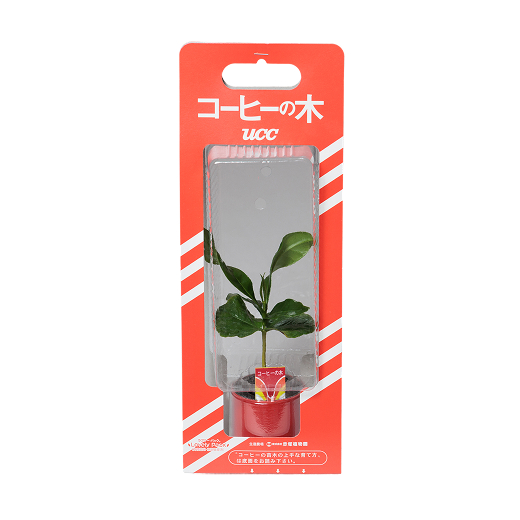 コーヒーの苗木
