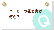 コーヒーの花と実は何色？