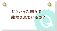 どういった国々で栽培されているの？